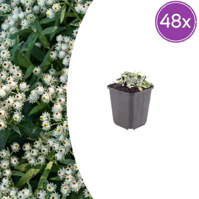 Produktbild von Anaphalis triplinervis - Bodendecker - Winterhart - Weiße Blüten - Pflegeleicht - Bienenfreundlich - 48 Pflanzen - Höhe 10-25 cm - Ø 9 cm
