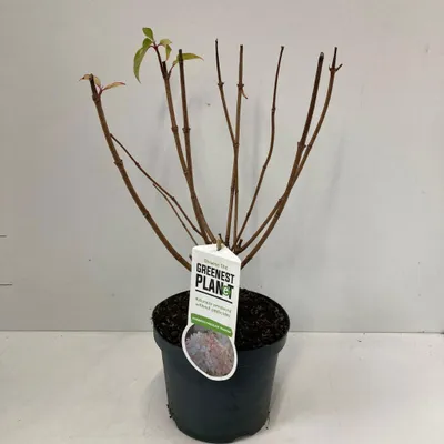 Zdjęcie produktu dla Hydrangea paniculata 'Phantom' – hortensja | 50–60 cm w doniczce