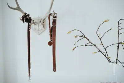 Produktbild von HUNTER Halsband Aalborg Special S (45), cognac