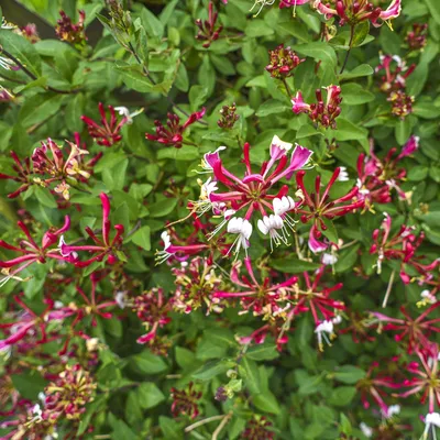 Immagine prodotto di Pianta rampicante Lonicera serotina – Rosa – Fiori bianchi – Fioritura a fine estate – 2 piante – 11 cm x H 40 cm – Resistente al freddo e di facile manutenzione