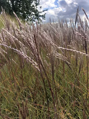 Obrázok produktu pre 6 x Miscanthus sinensis 'Red chief' - Chinaschilf im topf 9 x 9 cm