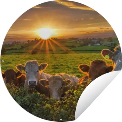 Produktbild von MuchoWow® Gartenposter Outdoor-Poster Rund Sonne - Kuh - Gras Ø 60 cm Gartendeko Rundes Poster draußen