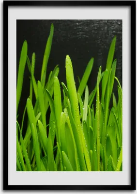 Produktbild von Bild - Bilderrahmen - 50 cm x 70 cm - MDF - Rahmen - Wandkunst Grashalme