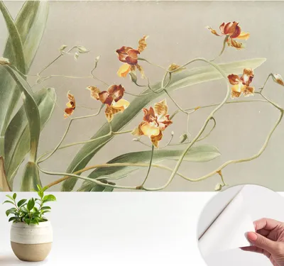 Produktbild von Fototapete selbstklebend - 104x70 cm - Tapete - Wandtapete - Wandbilder - Klebefolie - Dekofolie - Tapete Folie - Wand - Dekoration - Wohnzimmer - Klassische Orchideen