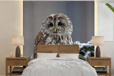 Produktbild von MuchoWow® Fototapete für Wohnzimmer oder Schlafzimmer Wandtapete Vinyl Motivtapete Ein Schneekauz schaut in die Kamera - 350x350 cm - Schlafzimmertapete