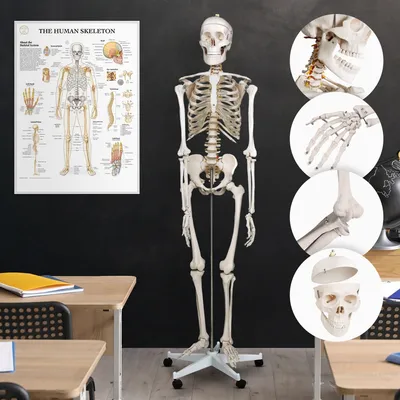 Produktbild von Jago® Menschliches Anatomie Skelett 181.5 cm - inkl. Schutzabdeckung, mit Ständer, Standfuss und Lehrgrafik Poster, Lebensgroß - Anatomisches Modell