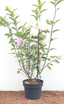 A potted hydrangea plant with white and pink flowers against a white background.