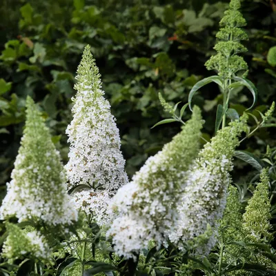Produktbild von Schmetterlingsstrauch Buddleja davidii White Profusion Weiße Blüten winterhart
