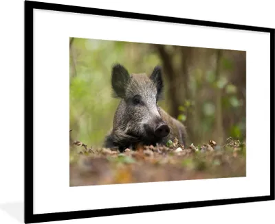 Produktbild von MuchoWow® MuchoWow® Gerahmtes Poster Wildschwein - Wald - Tier 90x60 cm - Poster mit zchwarzem Bilderrahmen - Wanddekoration - Fotos
