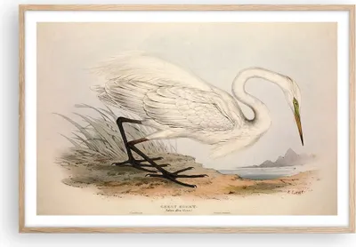 Produktbild von Gerahmtes Poster - Rahmen in heller Eiche - Vogel Weiß Reiher - 91,5x61 cm - Wand Bild - Wanddeko - Wandbilder - Kunstposter - Wandposter - Bilderrahmen - Bilder - Kunstdruck - P2NAA91x61-4979