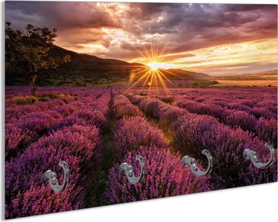 Produktbild von Wallario Handtuchhalter aus Glas, Motiv: Lavendelfeld bei Sonnenuntergang - Sonnenstrahlen, 30 x 20 cm mit 4 Haken