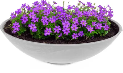 Produktbild von Flache Pflanzschale für draussen Dekoschale rund hellgrau 45 cm
