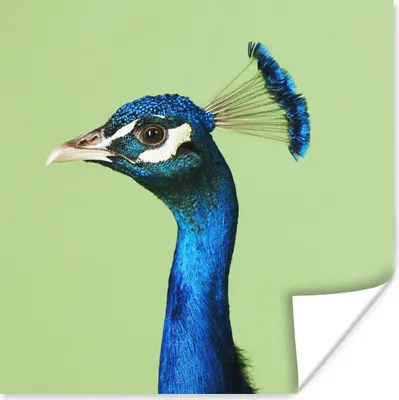 Produktbild von MuchoWow® Poster Pfau - Vogel - Federn 50x50 cm - Wohnzimmerdekoration
