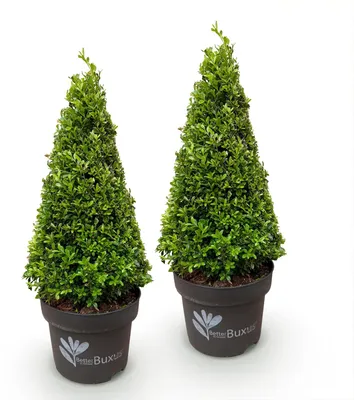 Image de Green boutiQ - Buxus Pyramide - BetterBuxus Skylight - Resistant tegen de Buxus Schimmel - 2 Planten - Pot 23cm Hoogte 60-70cm