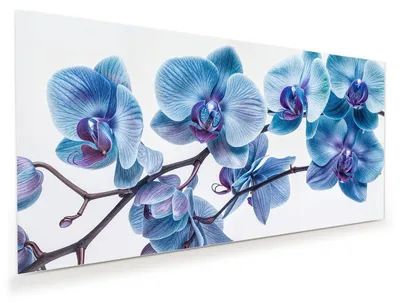 Produktbild von Glasbild 80x40cm in XXL für Wohnzimmer, Schlafzimmer Motiv Blaue Orchideen Blüte