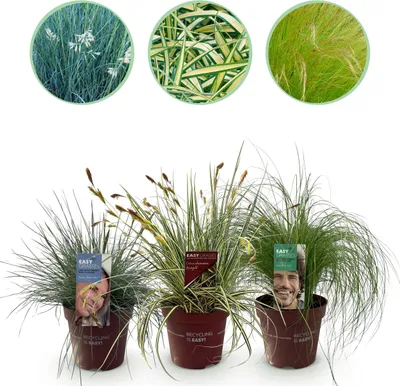 Produktbild von Ziergräser - 3 Pflanzen - Blau - Gelb - Grün - Immergrün - Mehrjährig - 40-50cm - Ø17cm - Gartenpflanze