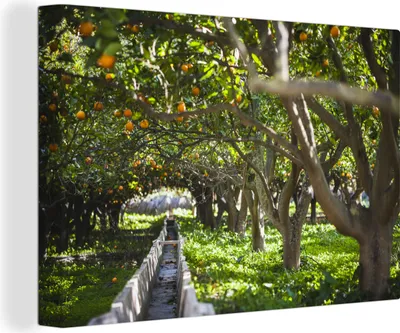 Produktbild von OneMillionCanvasses® - Leinwandbilder - 140x90 cm, Orangenplantage in Spanien, Wandbilder Kunstdruck Wanddekoration