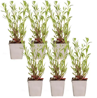 Produktbild von Bloomique - 6er-Set - Gaura Lindheimeri - Prachtkerze - Gartenpflanzen - Winterhart - Tierfreundlich - Höhe 10-20 cm - Topf 9x9 cm