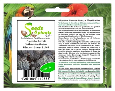 Produktbild von 5x Euphorbia horrida Sukkulenten Garten Pflanzen - Samen B1465