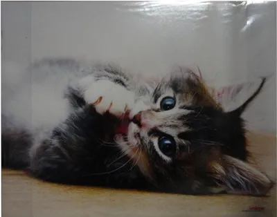 Produktbild von Schreibtischunterlage / Größe: 44x35cm / mit Katzenmotiv