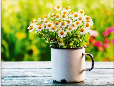 Produktbild von iravgustin: Schöner Frühlingsgarten mit Gänseblümchen - Glasbild, Größe:60x80 cm / Glasbild