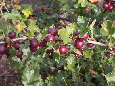 Produktbild von Ribes x nidigrolaria, Jostabeere, 40–60 cm