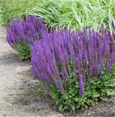 Produktbild von Stauden Gänge 10 x Salvia nemorosa 'Ostfriesland' im 1 Liter Topf - Steppensalbei - Duft und Farbe für lebendige Gärten - Dauerblüher
