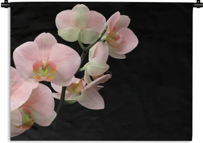 Produktbild von MuchoWow® Wandteppich Wandbehang Orchidee - Blumen - Rosa - Stilleben - Flora 90x67.5 cm Tapisserie Dekoration Wandtuch - Fototeppich - Wand-Skulpturen