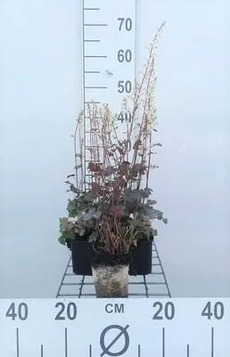 Produktbild von 6 x  Heucherella hybr. 'Quicksilver'® - Bastardschaumblüte - Topf 9 x 9 cm