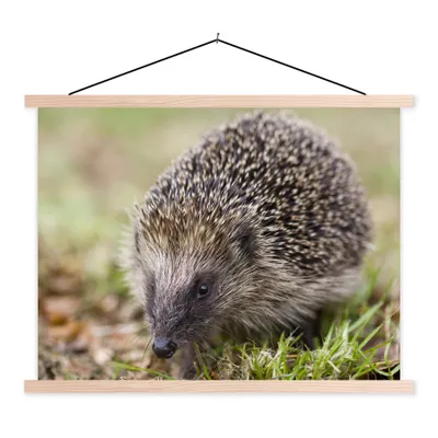 Produktbild von MuchoWow® Textilposter Igel im Gras 40x30 cm mit holzfarbenen Rahmen - Bilder