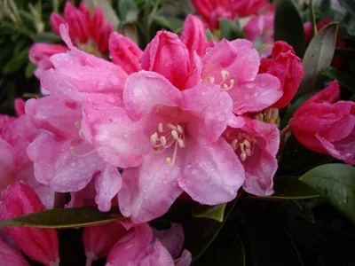 Produktbild von Rhododendron yakushimanum Hybride Toroko - Ball Rhododendron -  30-40cm