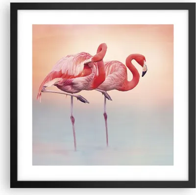 Produktbild von Gerahmtes Poster - Schwarzer Rahmen - Flamingos Exotik Vögel - 40x40 cm - Wand Bild - Wanddeko - Wandbilder - Kunstposter - Wandposter - Bilderrahmen - Bilder - Kunstdruck - P2BAC40x40-5044