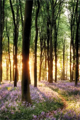 Produktbild von Wallario selbstklebendes Poster - Blaue Hasenglöckchen im Wald mit Sonnenstrahlen, Größe: 61 x 91,50 cm
