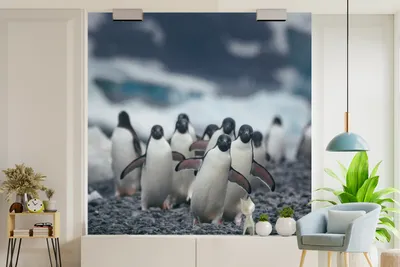 Produktbild von Fotobanner - Pinguine am Strand - Breite 260 cm x Höhe 260 cm