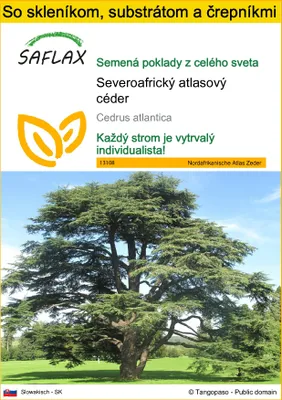 Obrázok produktu pre SAFLAX Kultivačný set - Severoafrický atlasový céder - Cedrus atlantica - 20 Semená - S mini skleníkom, pestovateľským substrátom a 2 črepníkmi