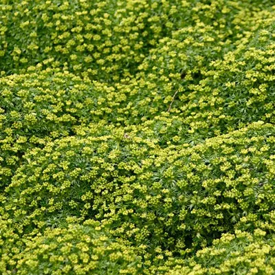 Produktbild von 6 x Andenpolster - Azorella trifurcata  | Topf 9cm x 9cm