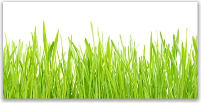Produktbild von Tulup Leinwand-Bilder 140x70 Wandbild Canvas Kunstdruck Gras Natur