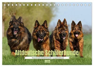 Produktbild von Altdeutsche Schäferhunde - Traumhafte Schäferhunde Langstockhaar (Tischkalender 2025 DIN A5 quer), CALVENDO Monatskalender