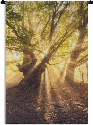 Produktbild von MuchoWow® Wandteppich Wandbehang Baum - Wald - Sonne 60x90 cm Tapisserie Dekoration Wandtuch - Foto-Teppich - Abwaschbar