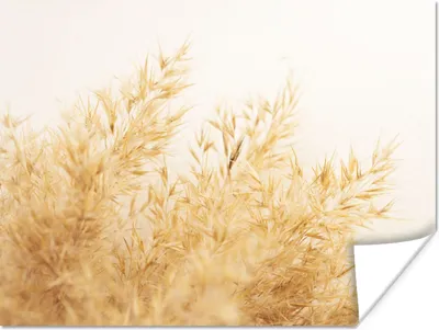 Produktbild von MuchoWow® Poster Pampasgras - Sonne - Gras 40x30 cm - Plakate für die Wände - Poster Wohnzimmer