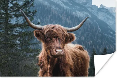 Produktbild von MuchoWow® Poster Schottischer Highlander - Wald - Höhle 180x120 cm - Fotoplakat