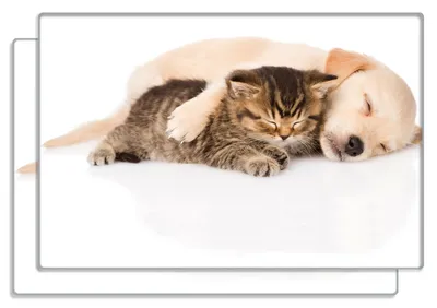 Produktbild von Wallario Frühstücksbrettchen 2er Set aus Glas, je 20 x 30 cm, mit rutschfesten Füßen, Motiv Katze und Hund in Harmonie - Kuschelnde Tiere