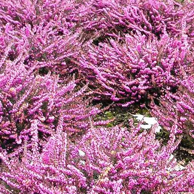 Image de 2 x Rose de bruyère à floraison hivernale - Erica darleyensis | 12-15 cm en conteneur