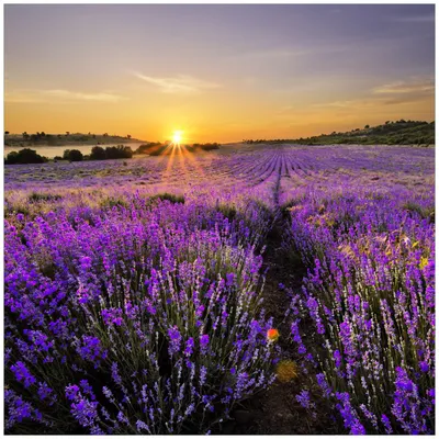 Produktbild von Wallario Magnet für Kühlschrank / Geschirrspüler, magnetisch haftende Folie - 60 x 60 cm, Motiv: Sonnenuntergang über dem Lavendel