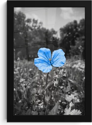 Produktbild von MuchoWow® MuchoWow® Gerahmtes Poster Blumen - Schwarz - Weiß - Blau 20x30 cm - Poster mit zchwarzem Bilderrahmen - Drucken - Bilder Poster im Rahmen
