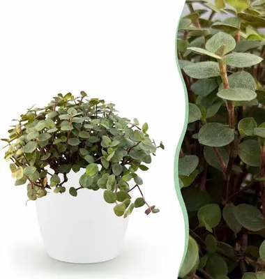 Productafbeelding van Calissia repens - Kattengras - Huisdiervriendelijk - Groen - met Potter Wit - 17-20cm - Ø12cm - Kamerplant - Arrangement - Plant met pot