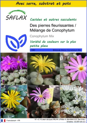 Image de SAFLAX Ensemble de culture - Des pierres fleurissantes / Mélange de Conophytum - 40 graines - Conophytum