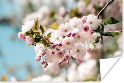 Produktbild von MuchoWow® Poster Blumen - Blüte - Frühling 30x20 cm - Plakate - Print