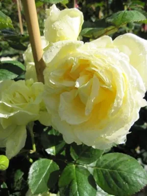 Produktbild von Kletterrose Elfe® - Rosa Elfe® - creme-gelbgrün - Duft+++ - Tantau-Rose