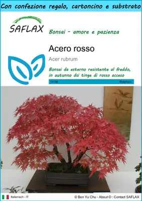 Immagine prodotto di SAFLAX Set regalo - Acero rosso  - 20 semi - Acer